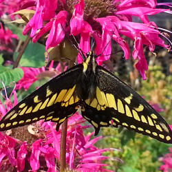 Butterflies add beauty to our garden