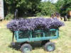 Color Purple