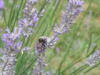 Color Purple