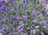 Hidcote